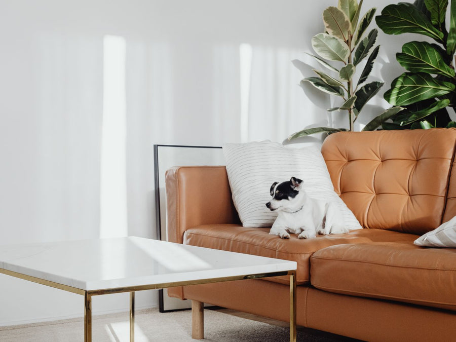 Couch and furniture