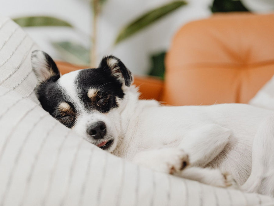 Pet blankets